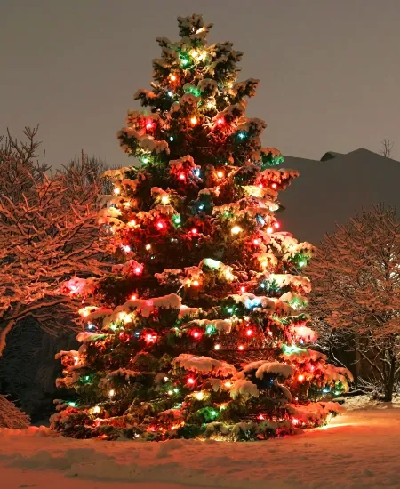 Tips for Installing Christmas Lights on Tall Trees
